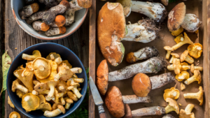 4 champignons succulents de France