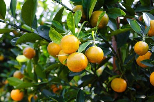 mandarins