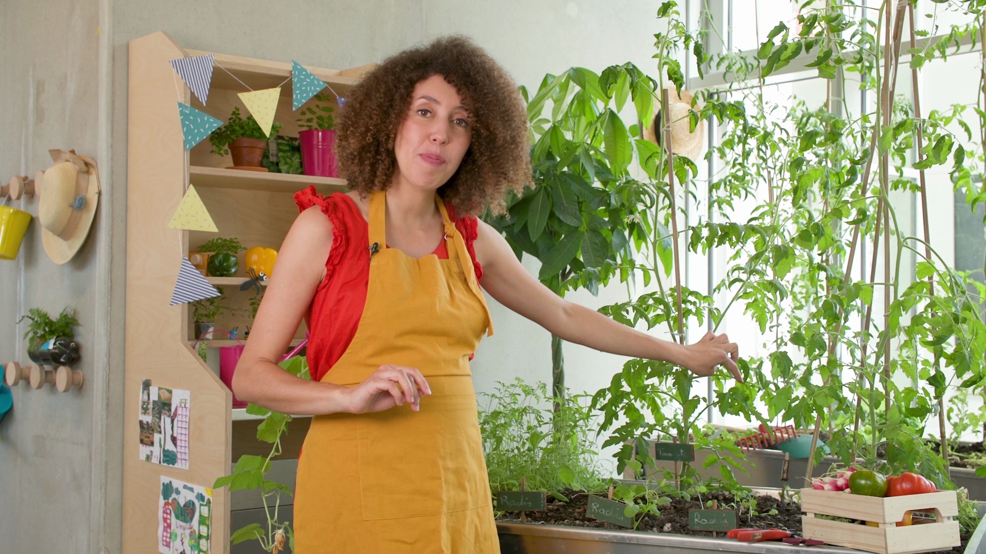 Cutting a tomato plant